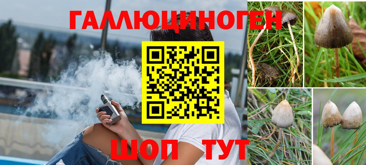 Псилоцибиновые грибы Psilocybe Пятигорск